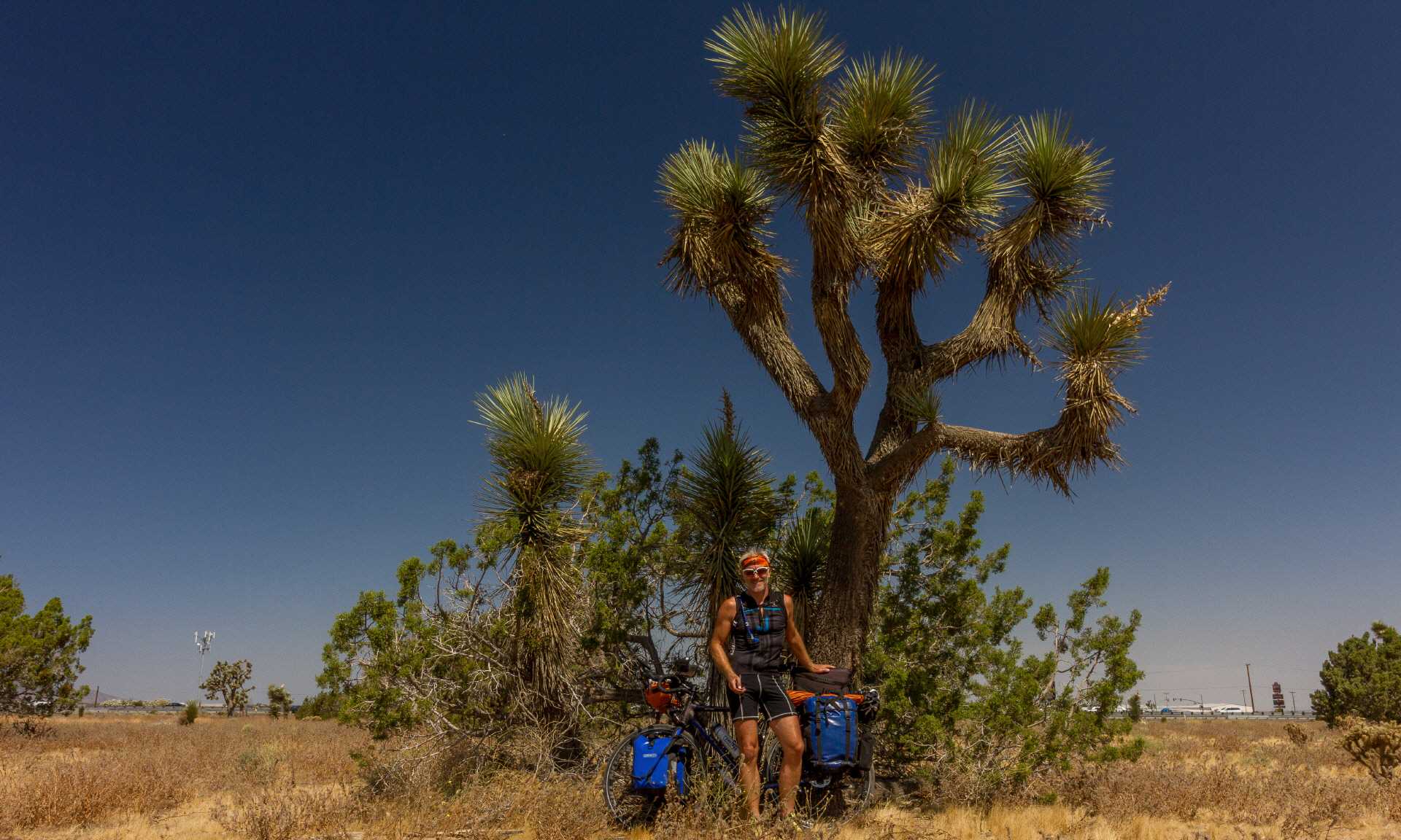 Die ersten Joshua Trees