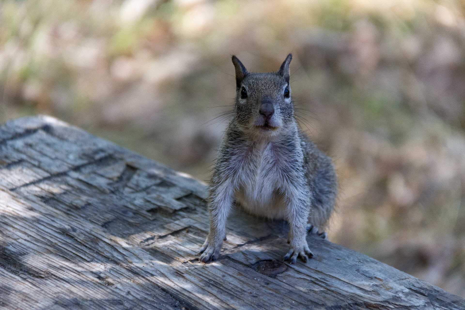 Freche Grauhörnchen auf dem Campground