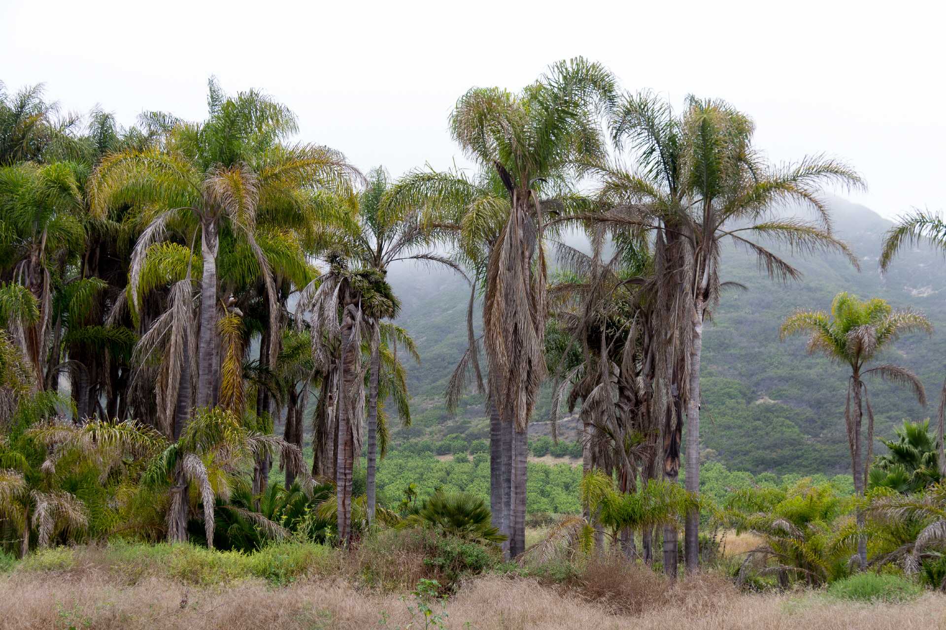 Palmen bei Carpenteria